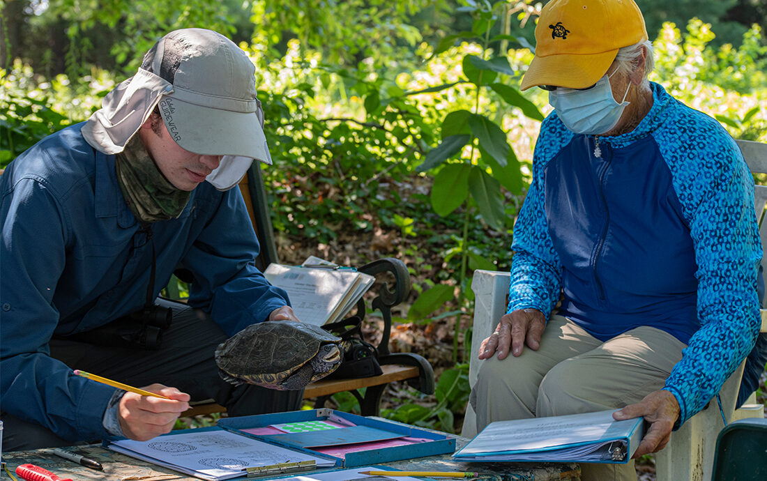 Field research focuses on a rare turtle